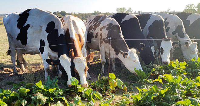La betterave fourragère demande quelques précautions à prendre lors de son introduction dans la ration. © C.Frey