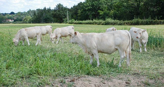 Des dérobées fourragères estivales à l’essai. ©W.Deschamps/Pixel6TM