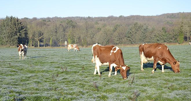 Chacun des 1 400 éleveurs recevra en moyenne 5 700 euros d'aide. Photo : A.Cotens/Pixel image