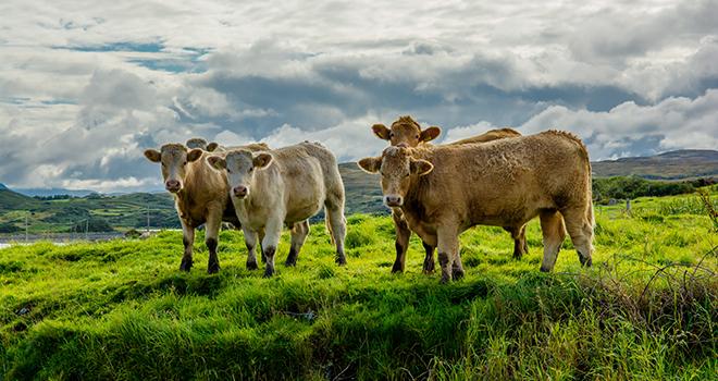 En Europe les cours de la viande bovine progressent toujours. ©Grafxart/AdobeStock En Europe les cours de la viande bovine progressent toujours. ©Grafxart/AdobeStock