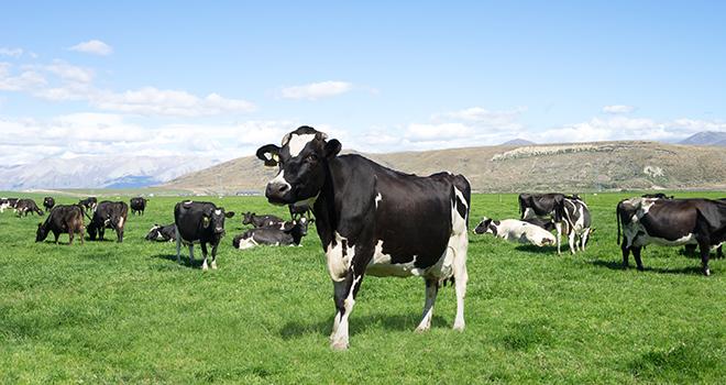 La collecte laitière mondiale fait grise mine. ©Zhu difeng/AdobeStock