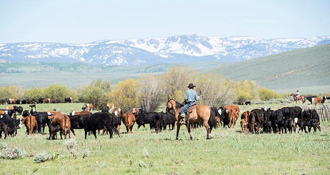 16,2 millions de téc de viande bovine produites en Amérique du Nord en 2021. © RachelKolokoffHopper/AdobeStock