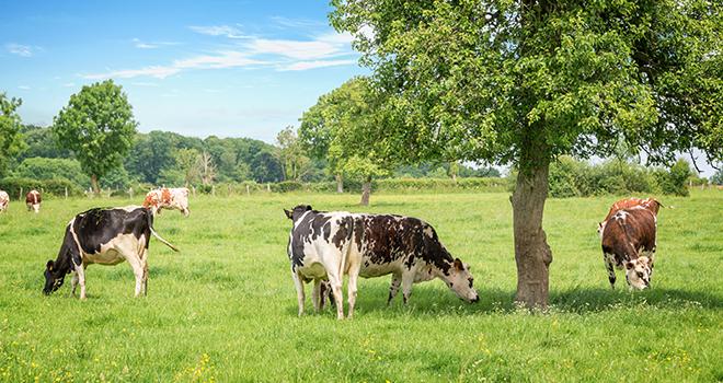 Depuis le 28 avril 2022, une base de données des animaux biologiques disponibles en France est accessible en ligne. © Delphotostock/Addobe Stock