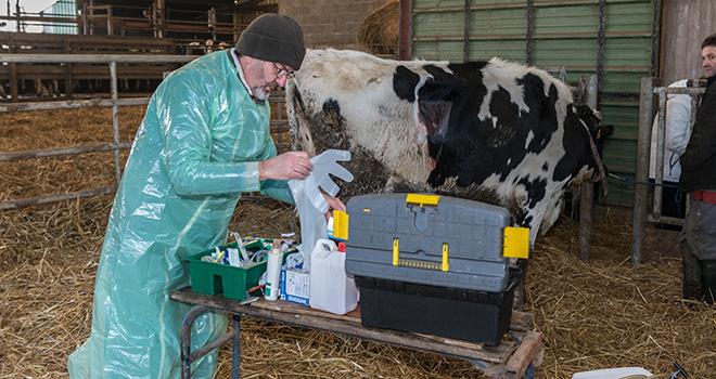 Dans le cadre de l’appel à manifestation d’intérêt, six territoires volontaires bénéficieront d’un diagnostic de leur situation (offre vétérinaire, demande des élevages. © Antoine-photographe/Adobe stock