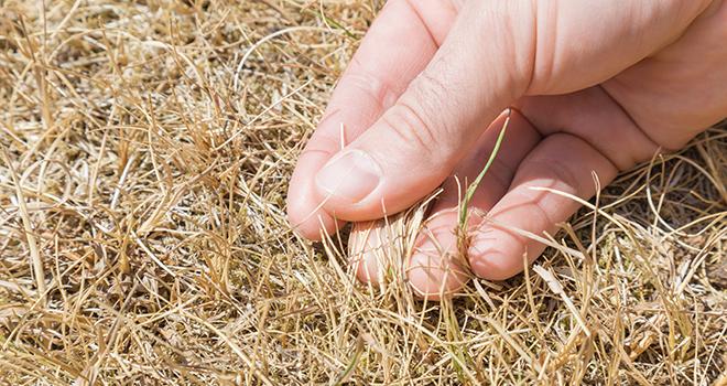 Au 20 octobre 2020, toutes les régions, hormis Paca, accusent un retard de pousse de l'herbe. ©fotoduets/AdobeStock