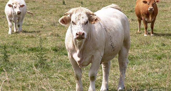 Des surcoûts alimentaires estimés entre 45 et 110€/UGB en 2020. ©Guitou60/AdobeStock