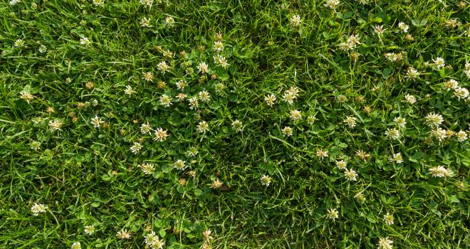 Le projet Herdect cherche à déterminer la pousse de l'herbe grâce à des images satellitaires. CP : Adobe Stock.