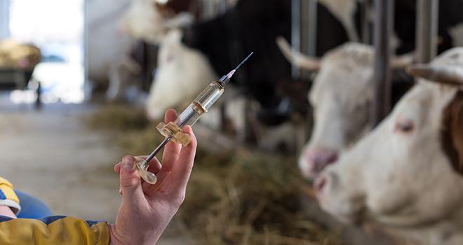L’exposition des bovins aux antibiotiques grâce aux injectables a diminué de 20,6 % par rapport à 2011, et de 8,5 % entre 2018 et 2019. L’exposition aux antibiotiques via la voie orale a diminué de 34,1 % par rapport à 2011, et de 14,4 % entre 2018 et 2019. ©Budimir Jevtic/AdobeStock L’exposition des bovins aux antibiotiques grâce aux injectables a diminué de 20,6 % par rapport à 2011, et de 8,5 % entre 2018 et 2019. L’exposition aux antibiotiques via la voie orale a diminué de 34,1 % par rapport à 2011, et de 14,4 % entre 2018 et 2019. ©Budimir Jevtic/AdobeStock