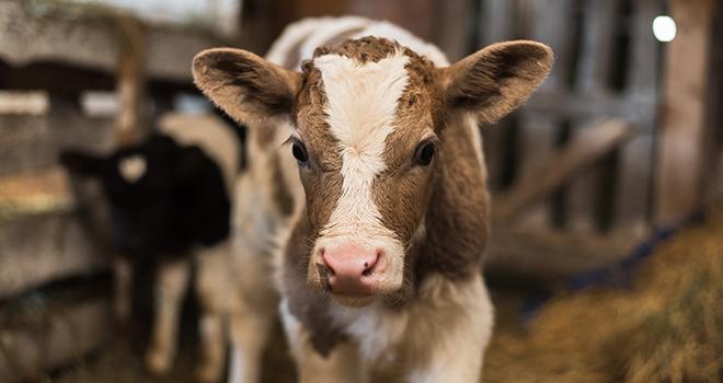 Le projet « Le veau durable » vise à garantir un débouché rémunérateur à l’ensemble des veaux issus du troupeau laitier. © Настя Короткова/Adobe Stock Le projet « Le veau durable » vise à garantir un débouché rémunérateur à l’ensemble des veaux issus du troupeau laitier. © Настя Короткова/Adobe Stock