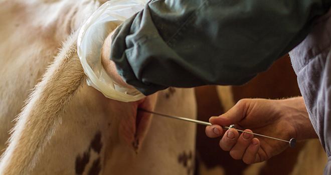 Innoval propose des doses d’insémination plus fertiles. Photo : AdobeStock/GuillaumeH 