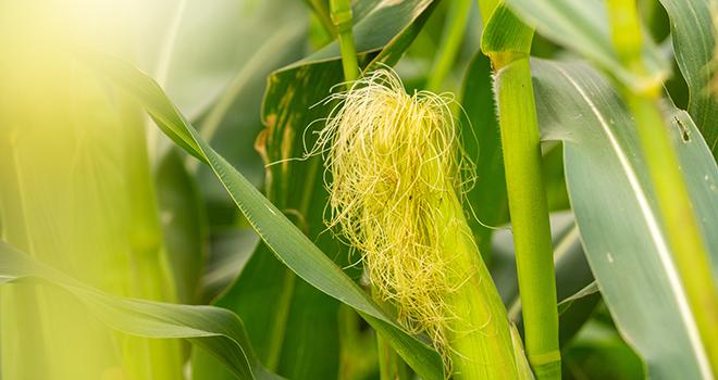 Surveiller la date de floraison de vos maïs pour prévoir la date d’ensilage. © Photollurg/AdobeStock Surveiller la date de floraison de vos maïs pour prévoir la date d’ensilage. © Photollurg/AdobeStock