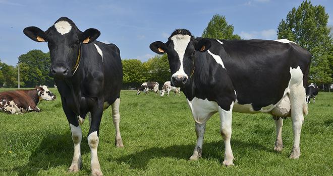La collecte de lait de l'Union européenne est en hausse de 1,2 % en 2020. ©Photoagriculture/AdobeStock