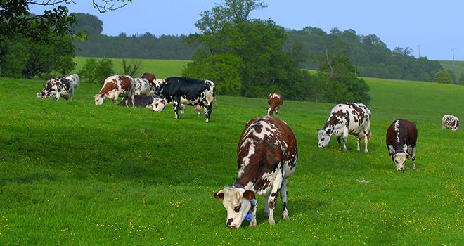 Au premier trimestre la collecte laitière est à son plus bas niveau depuis 2013. ©Photoagriculture/Adobestock