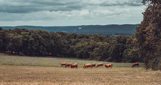 Les territoires du centre de la France, de production de bovins viande, d'ovins ou de caprins, concentrent les plus bas revenus agricoles. © Nicolas VINCENT/Adobe Stock Les territoires du centre de la France, de production de bovins viande, d'ovins ou de caprins, concentrent les plus bas revenus agricoles. © Nicolas VINCENT/Adobe Stock