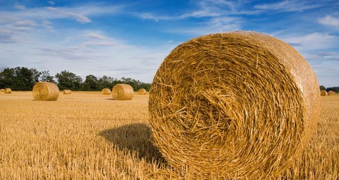 Pour lutter contre le manque de paille, diverses alternatives sont possibles. CP : Duni Puffi/Adobe Stock 