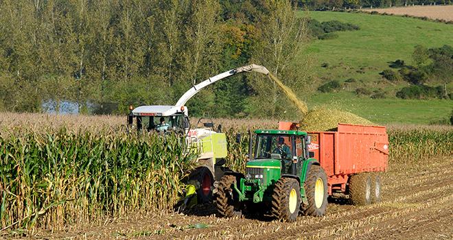 Les ensilages devraient débuter avant le 15 août. © Photoagriculture/AdobeStock Les ensilages devraient débuter avant le 15 août. © Photoagriculture/AdobeStock