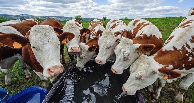 Les génisses et vaches viennent souvent boire en groupe. Photo : Bernard 63/Adobe stock