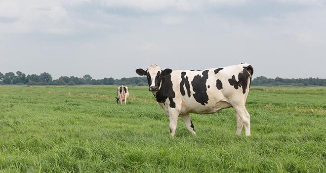 Les premiers index issus de la méthode du Single Step sont disponibles depuis le 8 mars pour les races bovines laitières au calendrier national.