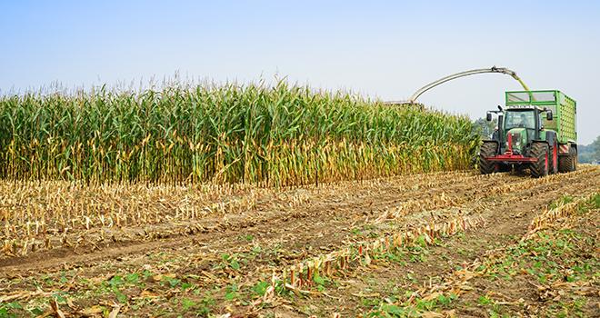Les jeunes bovins ne valorisent pas forcément mieux l’ensilage brins longs. © AdobeStock/Countrypixel Les jeunes bovins ne valorisent pas forcément mieux l’ensilage brins longs. © AdobeStock/Countrypixel