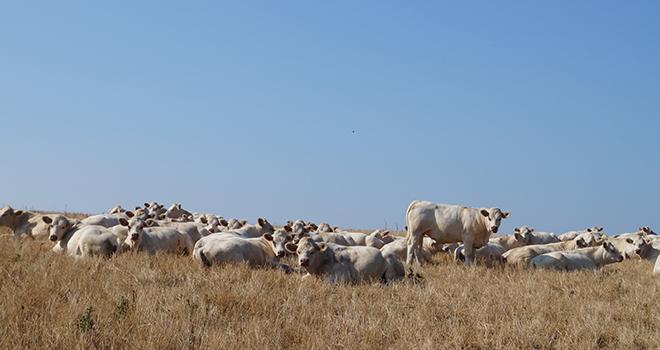 En fin d’été, les prairies n’offrent plus assez de ressources. Les couverts arrivent donc à point nommé. © Baptiste Lamborot 