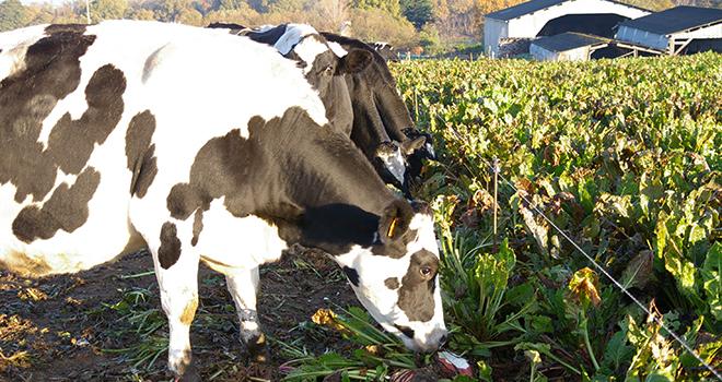  La technique pour valoriser les betteraves consiste à faire pâturer les animaux au fil.  