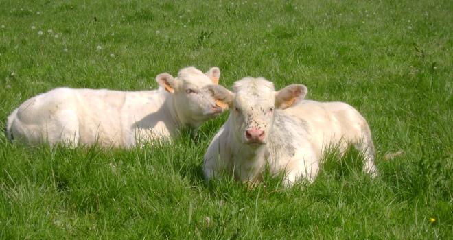 Au-delà du produit, le broutard, les engraisseurs italiens veulent aussi des services. Photo: Feder