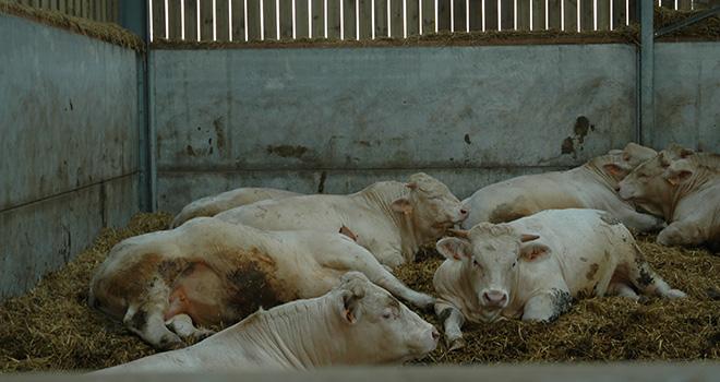 Un atelier d’engraissement de 200 places avec une rotation de 1,5 bande par an et une durée d’engraissement de 240 jours, peut économiser près de 112 t de paille par an. Photo : H.Grare/Pixel Image Un atelier d’engraissement de 200 places avec une rotation de 1,5 bande par an et une durée d’engraissement de 240 jours, peut économiser près de 112 t de paille par an.