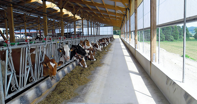 Les brise-vent jouent un rôle essentiel pour maintenir une ambiance saine dans les bâtiments d'élevage.