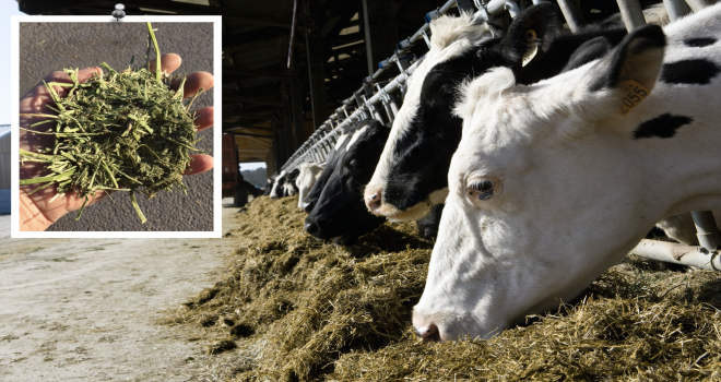 Un gain net de plus de 400 € les 1 000 litres avec la luzerne déshydratée. CP : P.Dureuil/Cniel