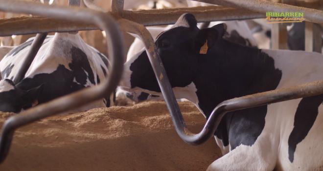 La Dollit est une litière minérale faite à partir de sable. CP : Iribarren La Dollit est une litière minérale faite à partir de sable. CP : Iribarren