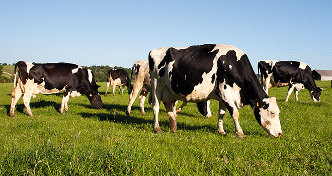 Une transition alimentaire douce pour réussir sa mise à l’herbe. ©Thierry Ryo