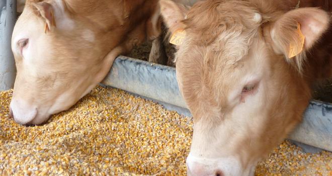 Ensilage de maïs grain humide : un concentré fermier de « premier choix ». CP : Arvalis Ensilage de maïs grain humide : un concentré fermier de « premier choix ». CP : Arvalis