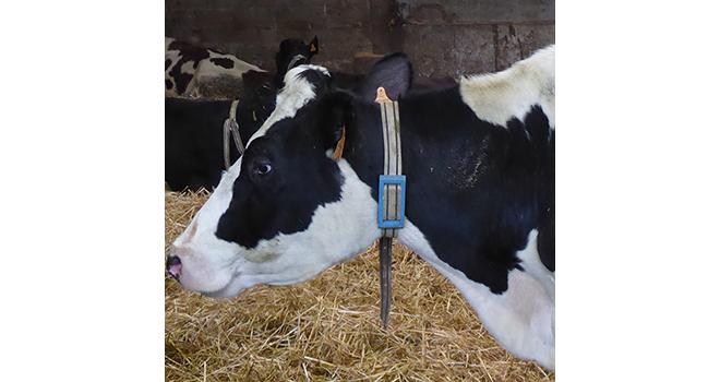 Le collier collecte les données de comportement vache par vache et permet à l’éleveur d’analyser la santé de son troupeau via son rythme et son bien-être.