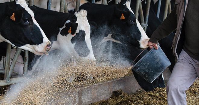 Moins de concentrés dans la ration, oui mais comment ? © L.Page / Cniel