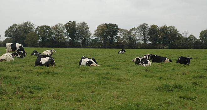 Le principal poste d’émissions de GES à l’échelle de l’exploitation est la fermentation entérique (56 %). ©DR