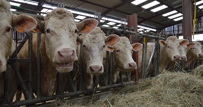 Plus d’herbe dans la ration d'engraissement, c'est moins de concentrés achetés, avec toujours de bonnes croissances. © Hélène Flamant / Terroir Est Plus d’herbe dans la ration d'engraissement, c'est moins de concentrés achetés, avec toujours de bonnes croissances. © Hélène Flamant / Terroir Est