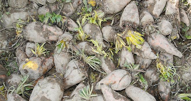 En 2013, la teneur en matière sèche des betteraves fourragères est stable sur les différents sites d'essais avec un taux moyen de 15,2%. Photo: Nathalie Tiers/Pixel Image En 2013, la teneur en matière sèche des betteraves fourragères est stable sur les différents sites d'essais avec un taux moyen de 15,2%.