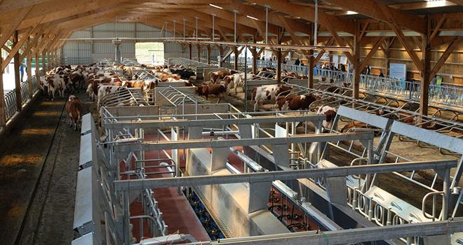 En France, le seuil des 100 vaches est souvent évoqué pour définir un troupeau de grande dimension.