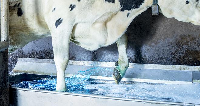 Le pédiluve change de couleur une fois saturé. Crédit : Delaval Le pédiluve change de couleur une fois saturé. Crédit : Delaval