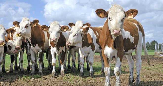 En 2013 et en race montbéliarde, 53% des veaux nés sont des petites génisses. Photo: Pascal Martin-Fotolia