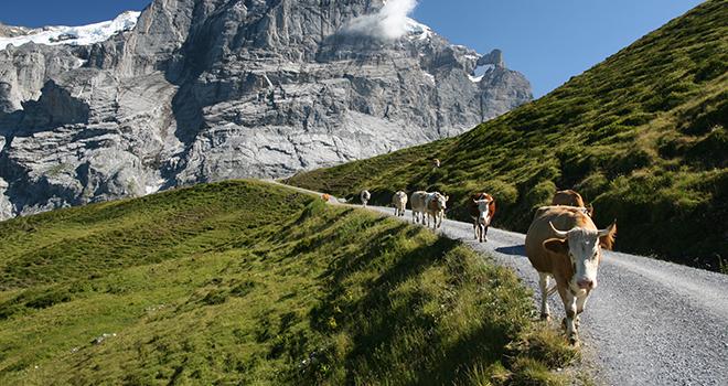 La FNPL craint de perdre des éleveurs en route si le prix du lait ne grimpe pas plus rapidement. Photo : ricky_68fr-fotolia La FNPL craint de perdre des éleveurs en route si le prix du lait ne grimpe pas plus rapidement. Photo : ricky_68fr-fotolia