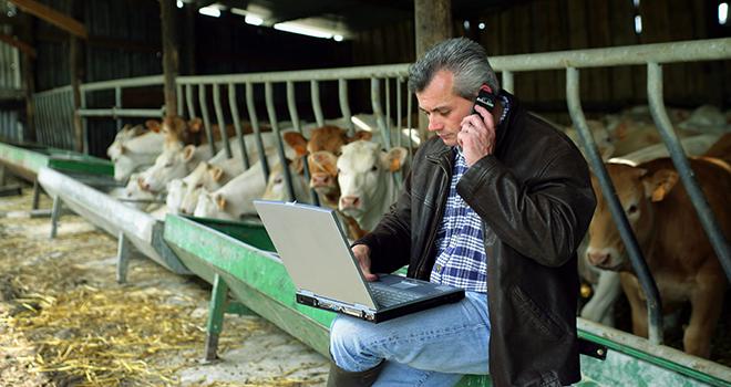 JB-Box permet de simuler les performances de croissance des jeunes bovins selon le régime d'engraissement. Crédit photo :  auremar - Fotolia