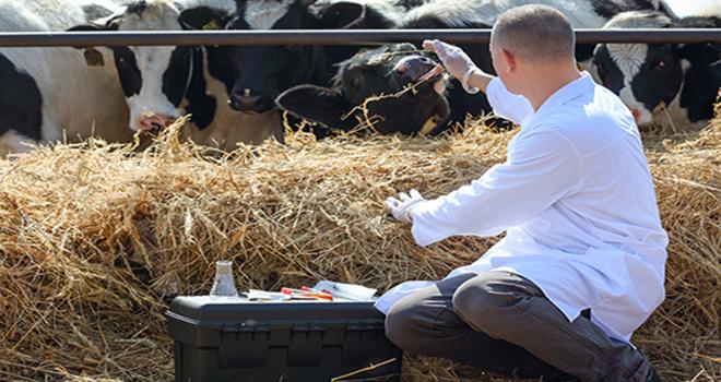 Les représentants des industriels du médicament vétérinaire réfutent le fait que le praticien n'est pas indépendant dans sa prescription. Jenoche - Fotolia.com