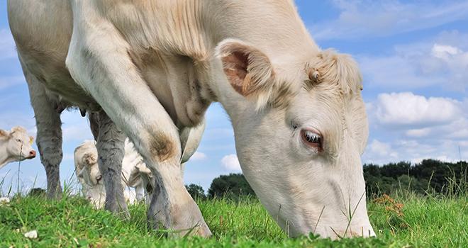 La nouvelle gamme « M-Les Mélanges » compte une dizaine de compositions spécifiques. Photo : coco-fotolia