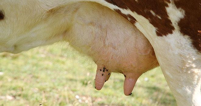 L’Imrestor a diminué de 26% l’incidence des mammites cliniques. Photo: francescodemarco/fotolia