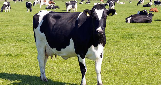 Les Pays-Bas ont estimé une augmentation de la production de 20 % dans les cinq ans à venir. Photo : VanderWolf Images-Fotolia.