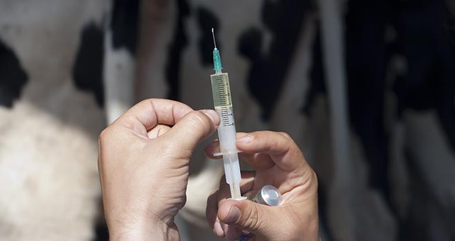 Traiter les mammites avec des antibiotiques et un anti-inflammatoire diminuerait les problèmes de fertilité. Photo : Ellisia/Fotolia