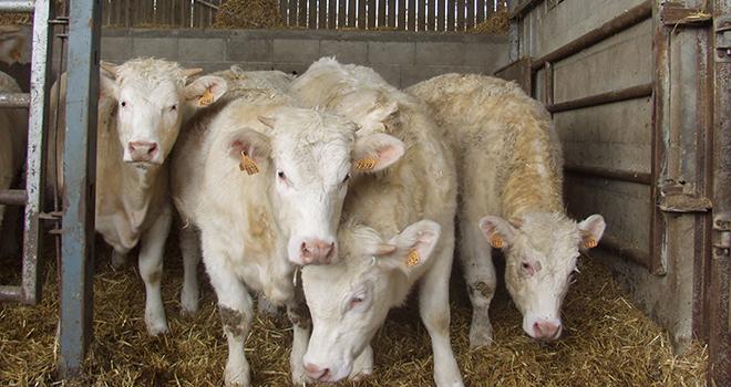 La démarche porte sur la réservation d’environ 1 000 génisses de races allaitantes du Centre de la France. DR La démarche porte sur la réservation d’environ 1 000 génisses de races allaitantes du Centre de la France. DR