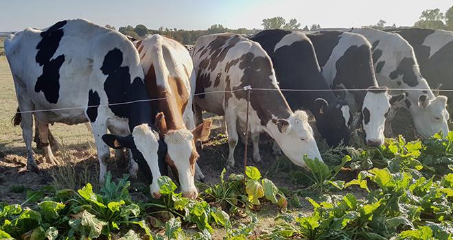 La betterave fourragère exprime son potentiel même en année compliquée. ©C.Frey