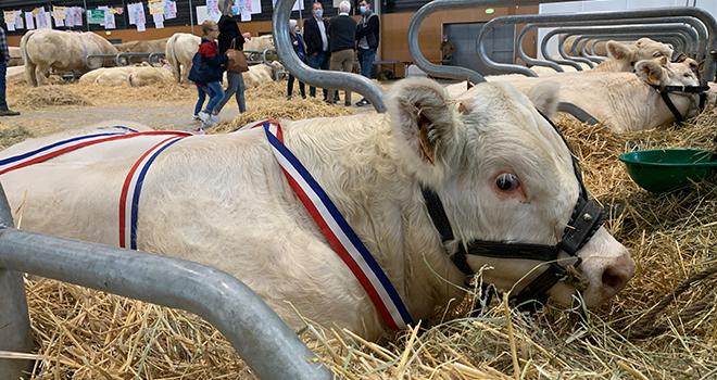 Le Salon Agrimax aura lieu à Metz du 27 au 29 octobre 2021. CP : C.Lamy-Grandidier/Pixel6TM Le Salon Agrimax aura lieu à Metz du 27 au 29 octobre 2021. CP : C.Lamy-Grandidier/Pixel6TM
